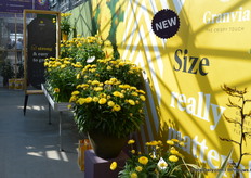 One of the absolute highlights at MNP was this new Xerochrysum, Granvia Gold. In the words of the breeder:"Gld, gold, and more gold."